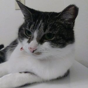 Meet your Posher, Connor